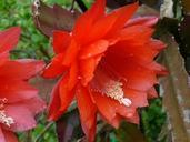 red-flower-garden-rain-82201.jpg