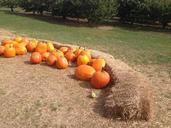 pumpkin-autumn-hay-pumpkin-patch-781171.jpg