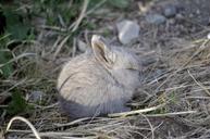 bunny-rabbit-animal-nature-cute-1002846.jpg