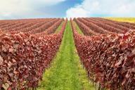 vineyard-autumn-autumn-mood-nature-520554.jpg