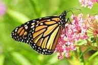 monarch-butterfly-flower-blossom-957784.jpg