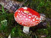 mushroom-red-white-dots-moss-509700.jpg