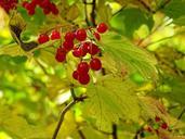 autumn-leaves-golden-autumn-1006914.jpg