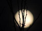 full-moon-month-night-glow-bush-230489.jpg