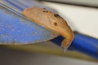 snail-spade-snail-without-shell-75086.jpg