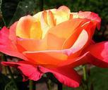 rose-yellow-flower-single-589577.jpg