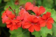 red-flower-red-flower-geranium-1035250.jpg