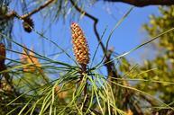 cone-pine-crop-728639.jpg