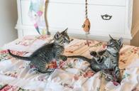 kittens-cats-foster-playing-cute-1534082.jpg