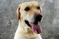 labrador-dog-animals-323428.jpg