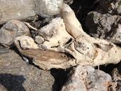 drift-wood-driftwood-flotsam-wood-525490.jpg