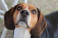 dog-camping-beagle-pet-dog-puppy-669632.jpg