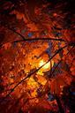 autumn-leaves-autumn-leaves-wood-1039114.jpg