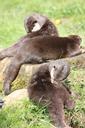 otter-wirldpark-animals-49165.jpg