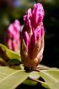 rhododendron-ericaceae-bud-blaze-167109.jpg