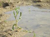 weed-plant-mud-pool-614297.jpg