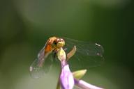 dragon-fly-hosta-summer-sun-nature-1277822.jpg