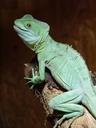 chameleon-chamaeleonidae-reptile-8347.jpg