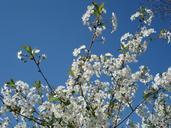 cherry-blossoms-spring-flowers-332824.jpg