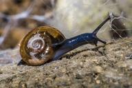 snail-animals-nature-shell-mollusk-1585330.jpg