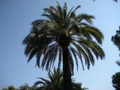 palm-south-barcelona-1038280.jpg