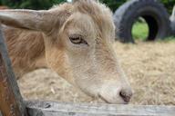 goat-farm-nature-504602.jpg