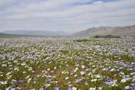 hills-flowering-desert-flowers-960133.jpg