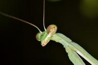 praying-mantis-mantis-insect-bug-1590268.jpg