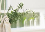 Rosemary-bunch-nestled-inside-a-burlap-bag-tied-with-twine.jpg