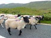 sheep-road-flock-wool-ireland-456989.jpg