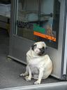 dog-pug-waiting-longing-obedient-962696.jpg