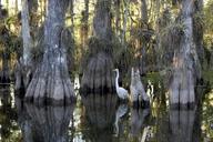 swamp-trees-cypress-egret-great-718456.jpg