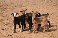 animals-goats-animal-biquettes-643429.jpg