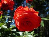 red-rose-red-rose-flower-110471.jpg