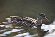 duck-water-pond-bird-swim-1041034.jpg