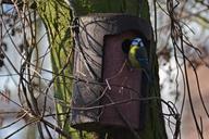 blue-tit-tit-bird-spring-aviary-643512.jpg