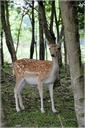 deer-ungulate-fallow-deer-ruminant-217016.jpg