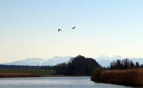 bird-flight-flight-geese-flying-301757.jpg