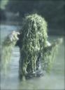 water-sprite-seaweed-aquatic-plants-1042873.jpg