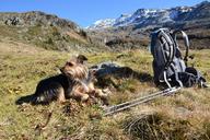 hiking-dog-backpack-mountains-1129499.jpg