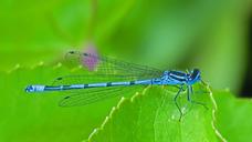 wildlife-beautiful-blue-closeup-852678.jpg