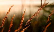 grass-weed-wild-inflorescence-76069.jpg