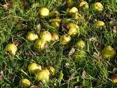 orchard-harvest-fruit-pears-fruits-62459.jpg