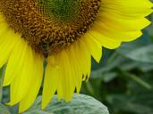 sunflower-flower-yellow-the-sun-1605447.jpg