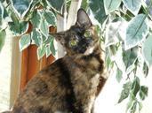 kitten-calico-feline-female-eyes-617037.jpg