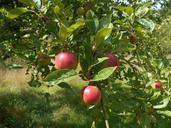 apple-tree-tree-orchard-apples-1041878.jpg