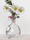 daisy-bottle-rosemary-651002.jpg