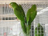 parakeets-small-parrots-birds-cage-957747.jpg