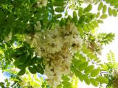 acacia-blossom-white-flower-spring-1154276.jpg