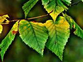 birch-leaves-autumn-back-light-180253.jpg